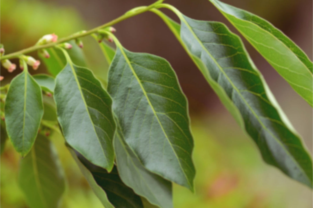 Why Ingredient-Level Recognition Matters (and What It Means for Hair Care)