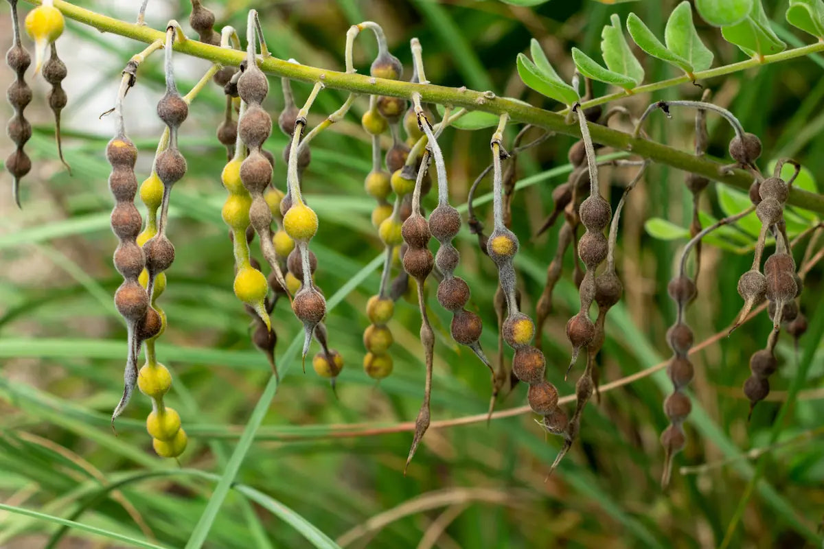 Sophora Fruit: The Third Botanical in BLH308™