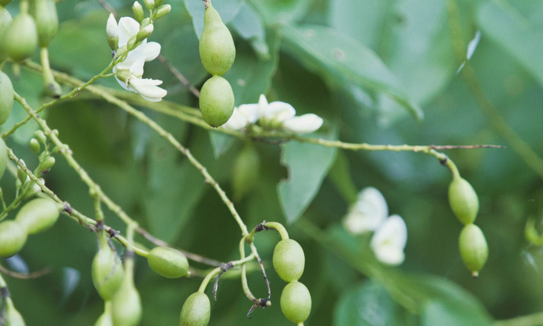 Sophora fruit in natural light